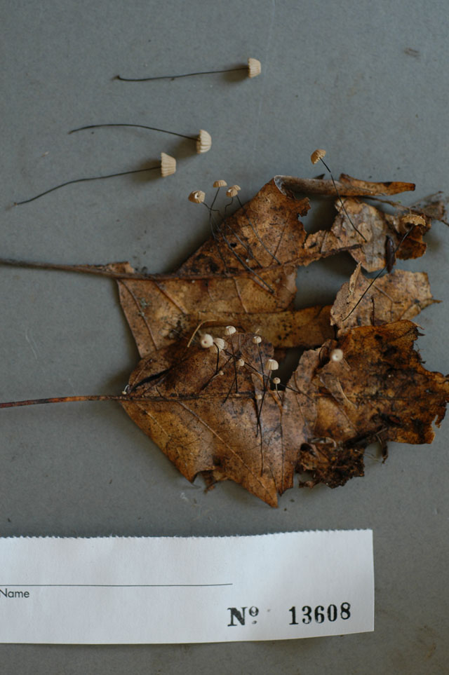 Marasmius capillaris image